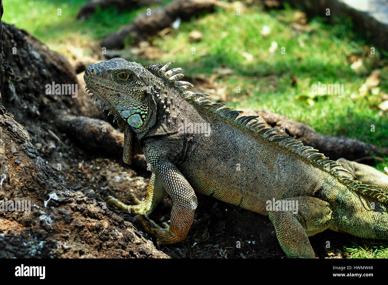 Green iguana (Iguana iguana). Iguanas' Park. Guayaquil. Ecuador Stock ...