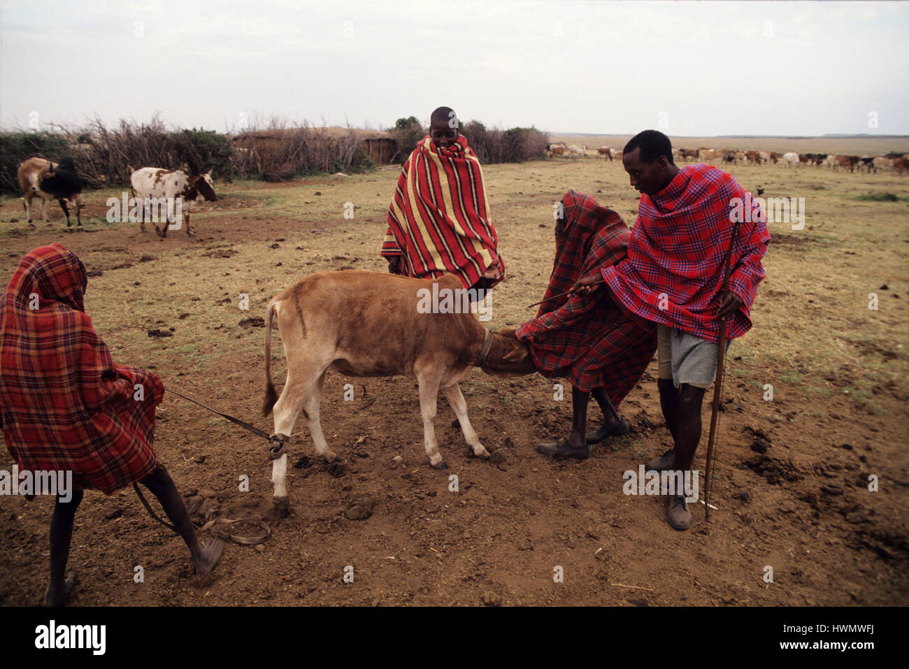 Masai Tribesmen Preparing To Take Blood From A Cow Jugular They Drink Milk Mixed With Cow Blood 