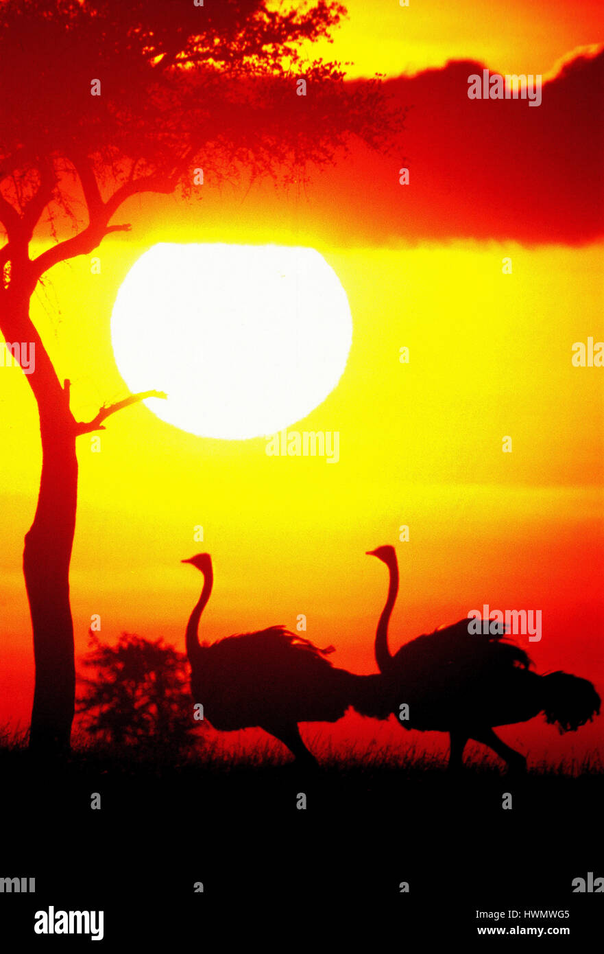 African sunset masai mara hi-res stock photography and images - Alamy