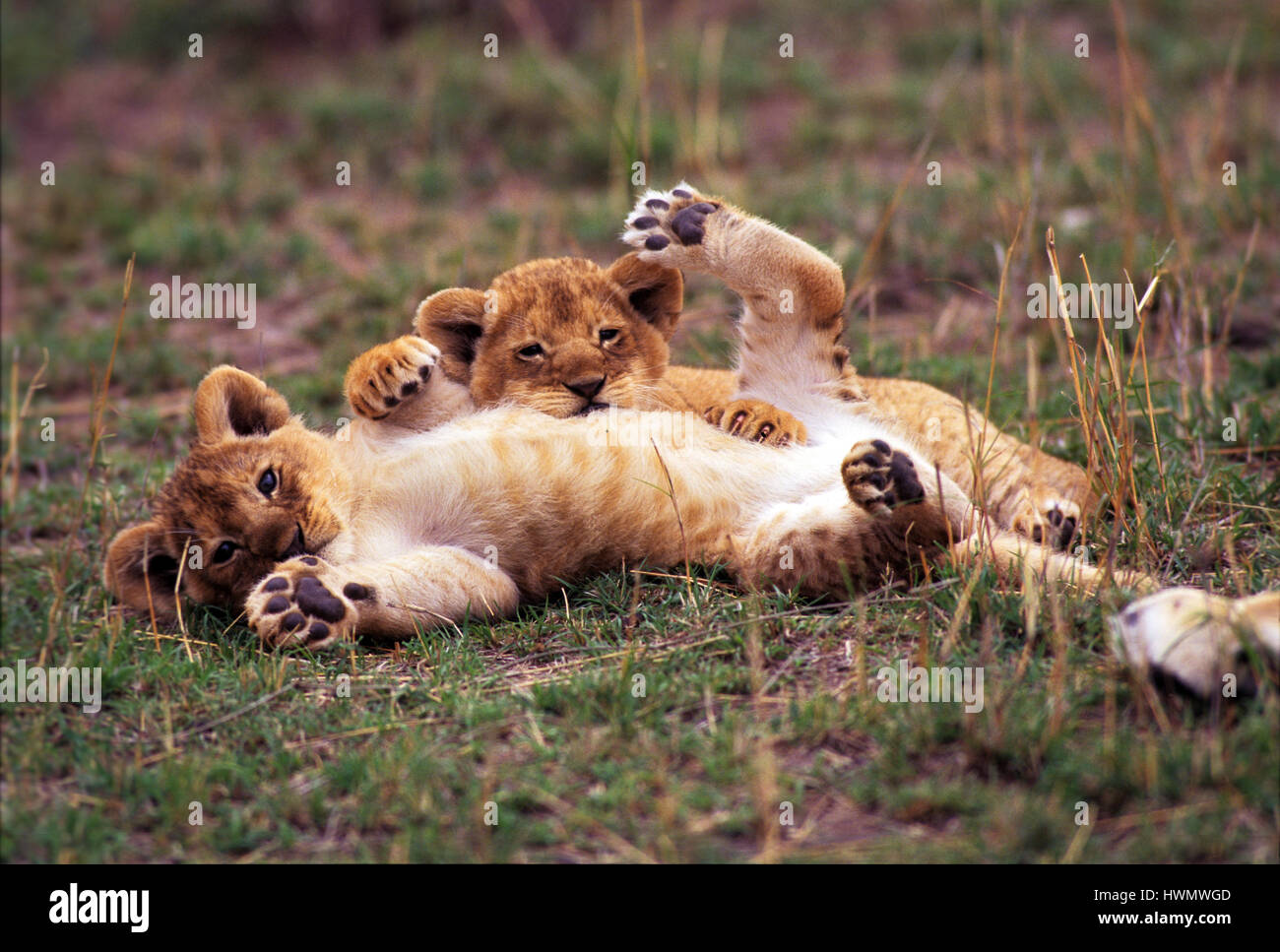 Lion (Panthera leo) cubs having fun, Masai Mara Game Reserve, Kenya ...