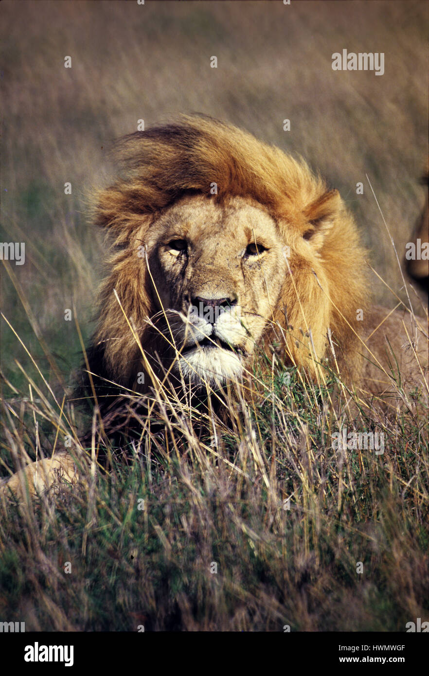 Lion (Panthera leo), Masai Mara Game Reserve, Kenya Stock Photo - Alamy