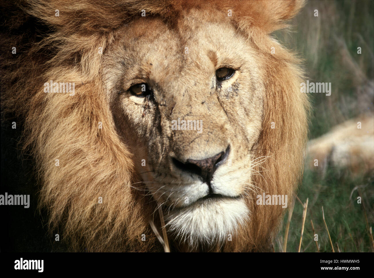 Lion (Panthera leo), Masai Mara Game Reserve, Kenya Stock Photo - Alamy