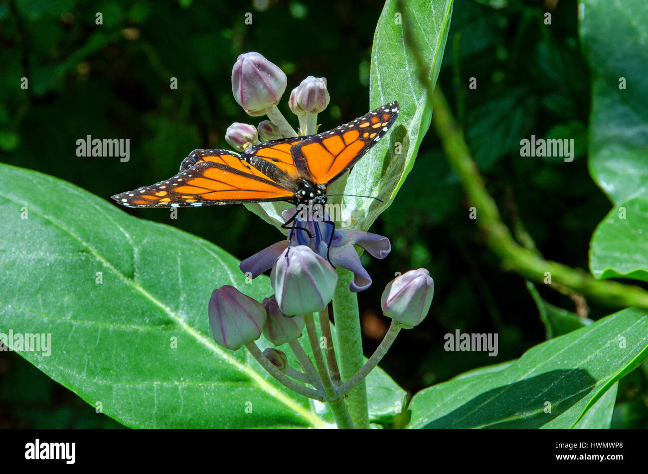 While not officially listed as endangered as yet, the numbers of monarch butterflies have declined 80% over last two decades. Stock Photo