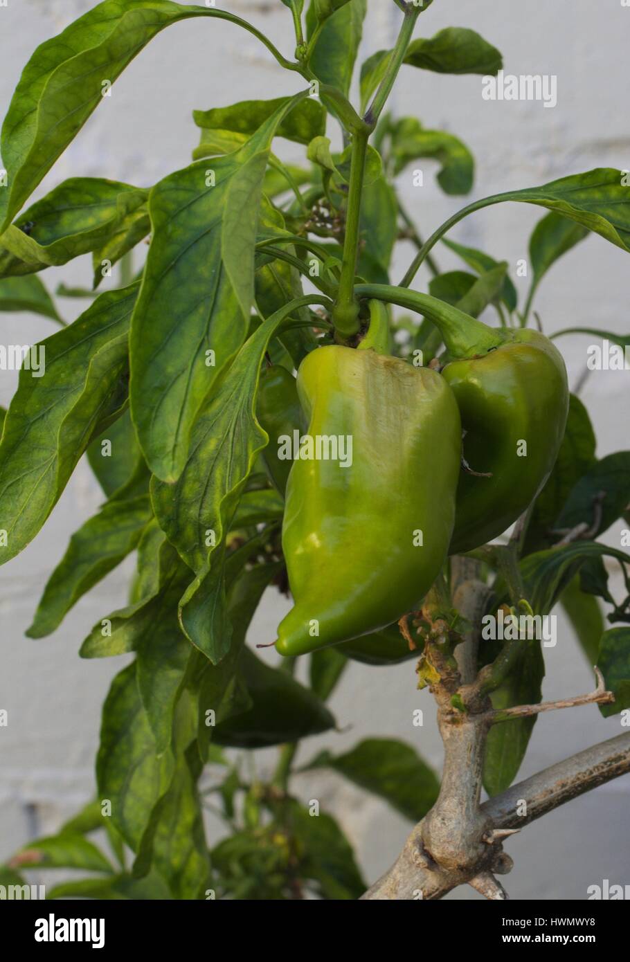 Causes Of Black Spots On Pepper Plants (Stem, Joints,, 48 OFF