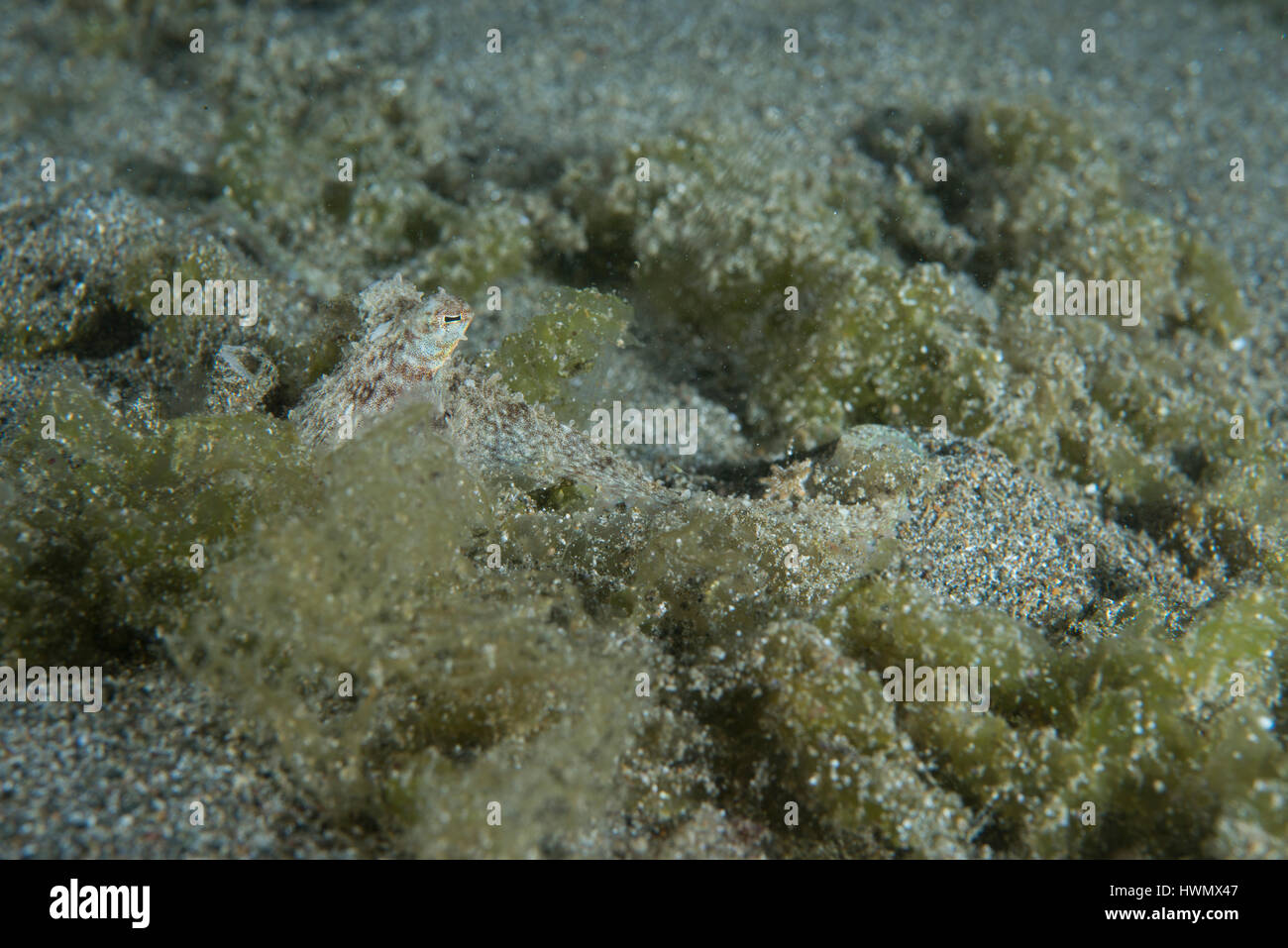 The eye of a coconut octopus, Amphioctopus marginatus, camouflaged in the seabed, Anilao, Luzon, Guimaras Strait, Philippines Stock Photo