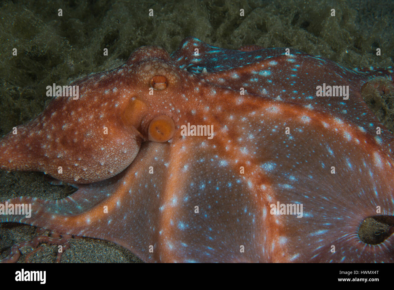 Starry Night Octopus, Callistoctopus luteus, crawling along the seabed, Anilao, Luzon, Guimaras Strait, Philippines Stock Photo