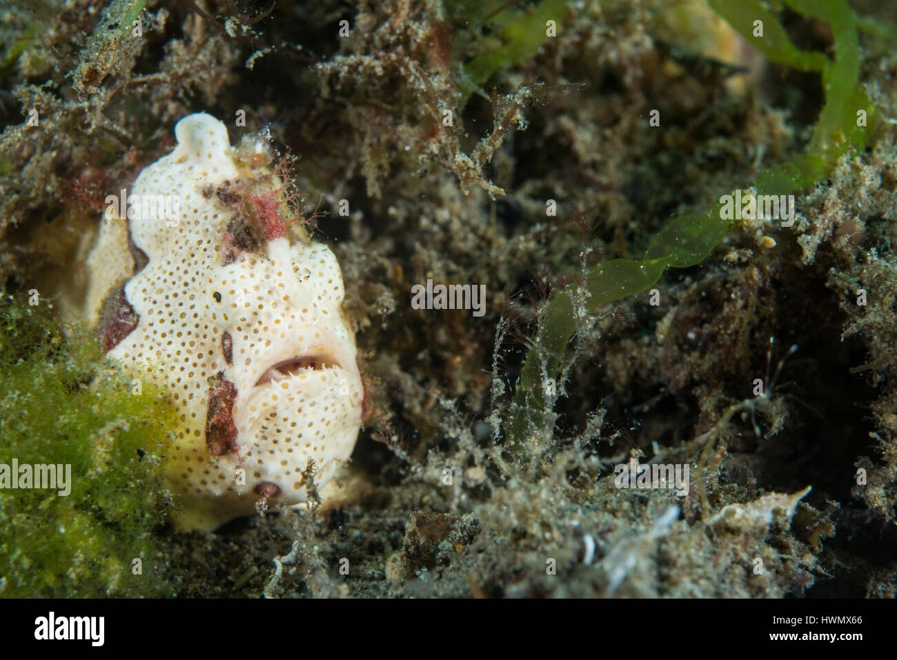 Painted Frogfish, Anilao, Antennarius pictus, hides in seaweed, Luzon, Guimaras Strait, Philippines Stock Photo