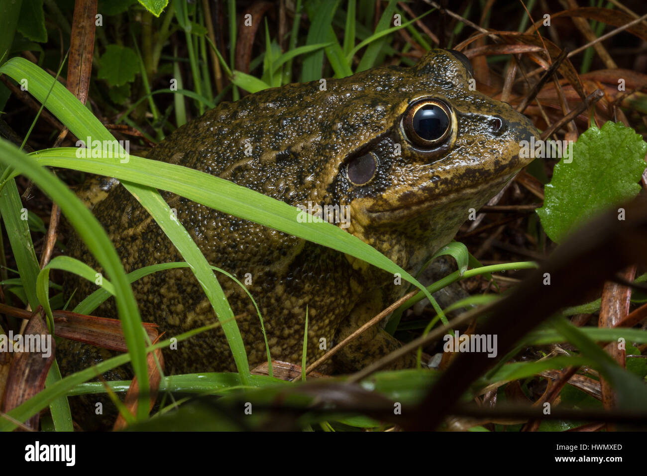 Northern Snapping Frog (Cyclorana australis) Stock Photo