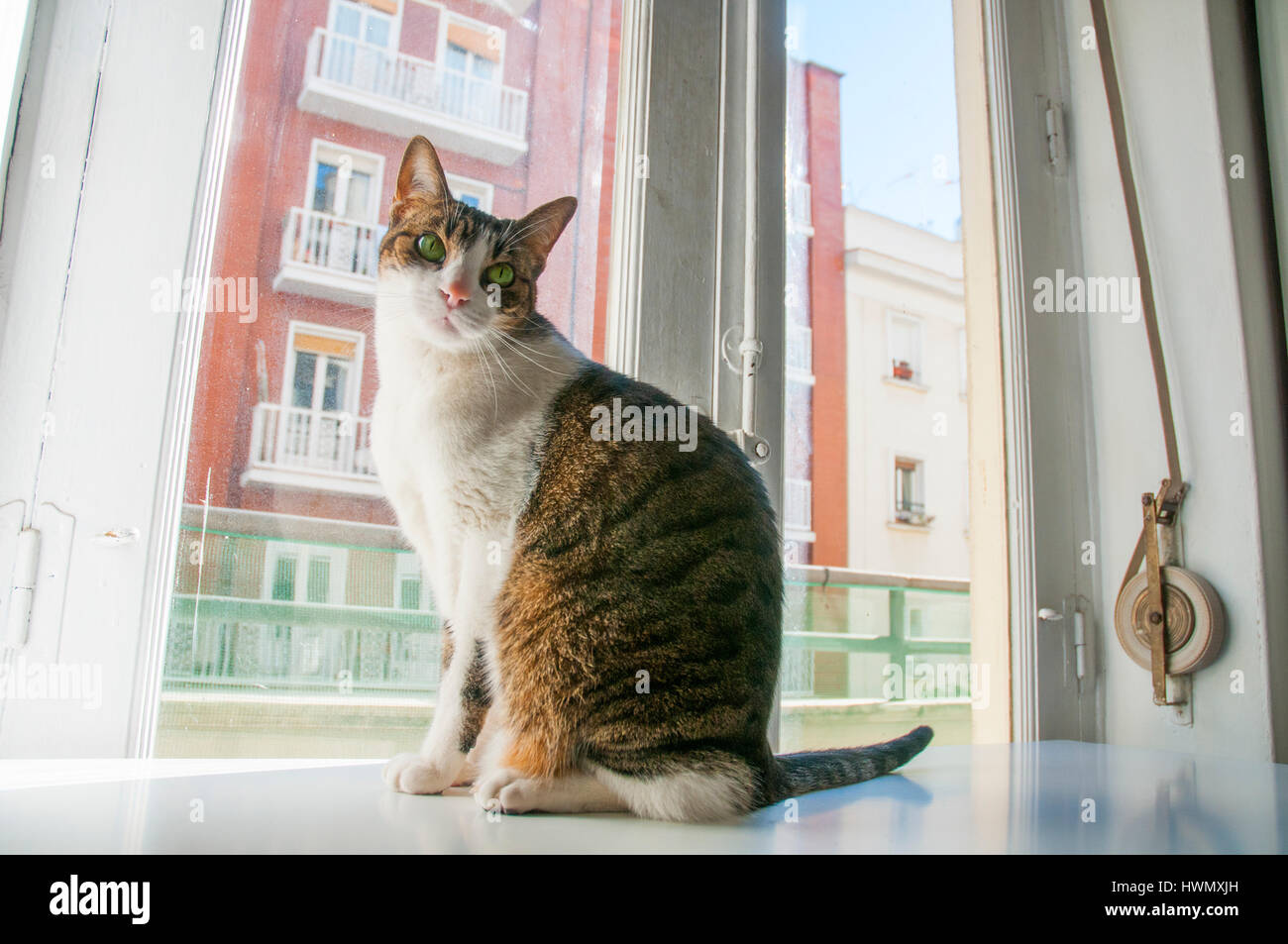 Tabby and white cat at home, sitting by the window. Stock Photo