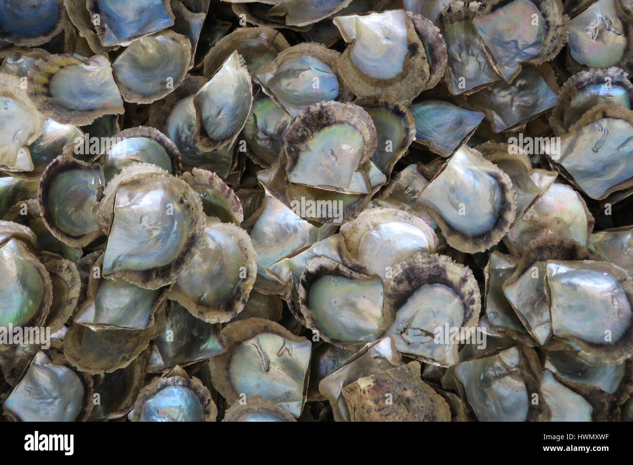 Pearly Shell Food Pearl Farm Village in Halong Bay. She open shell just enough to insert ...