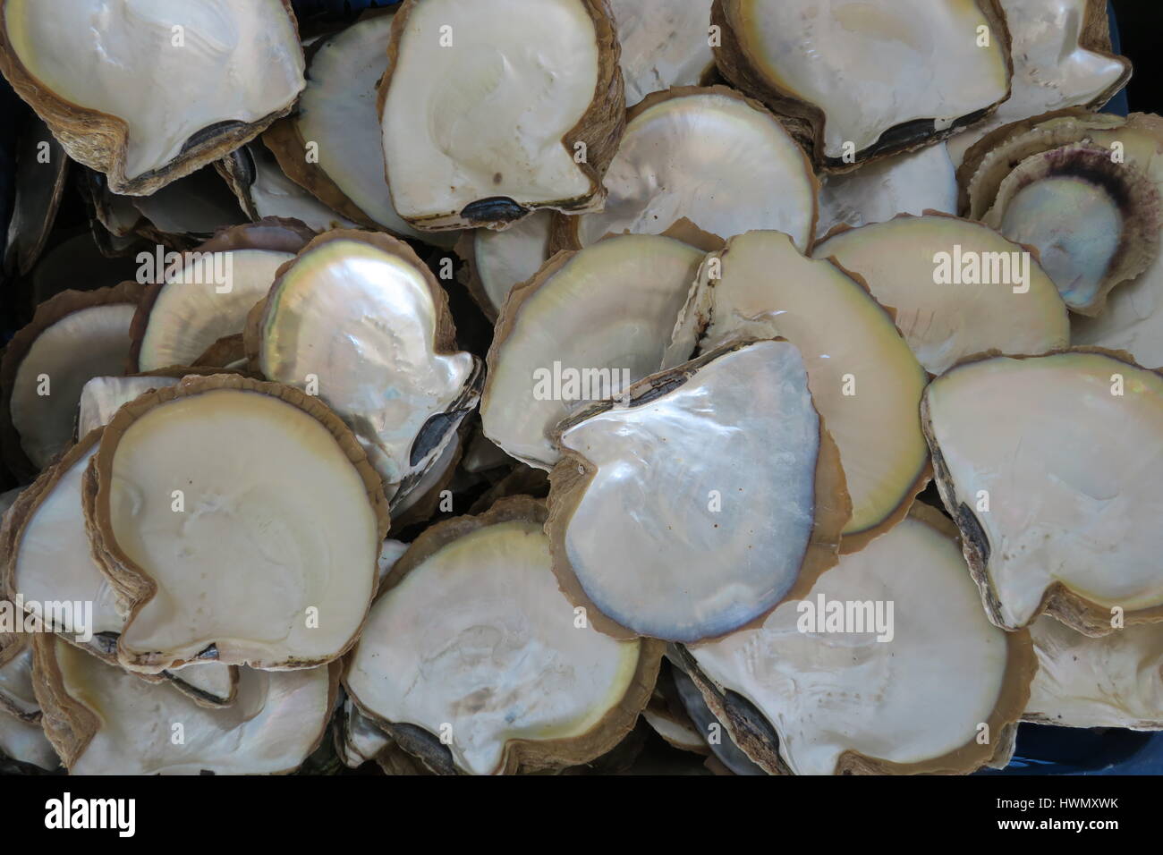 Pearly Shell Food Pearl Farm Village in Halong Bay. She open shell just enough to insert ...
