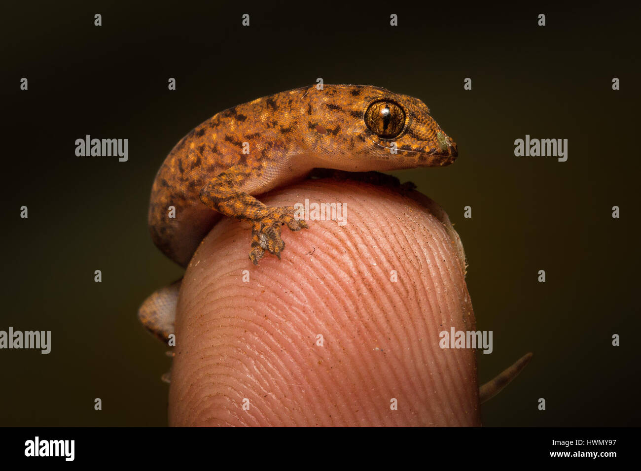 Pilbara Dtella Gecko (Gehyra pilbara) Stock Photo