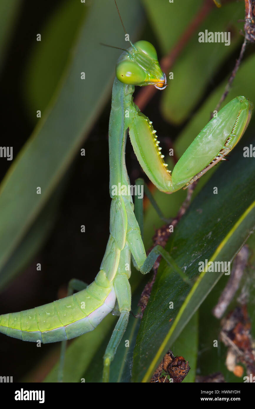 Praying Mantis Stock Photo