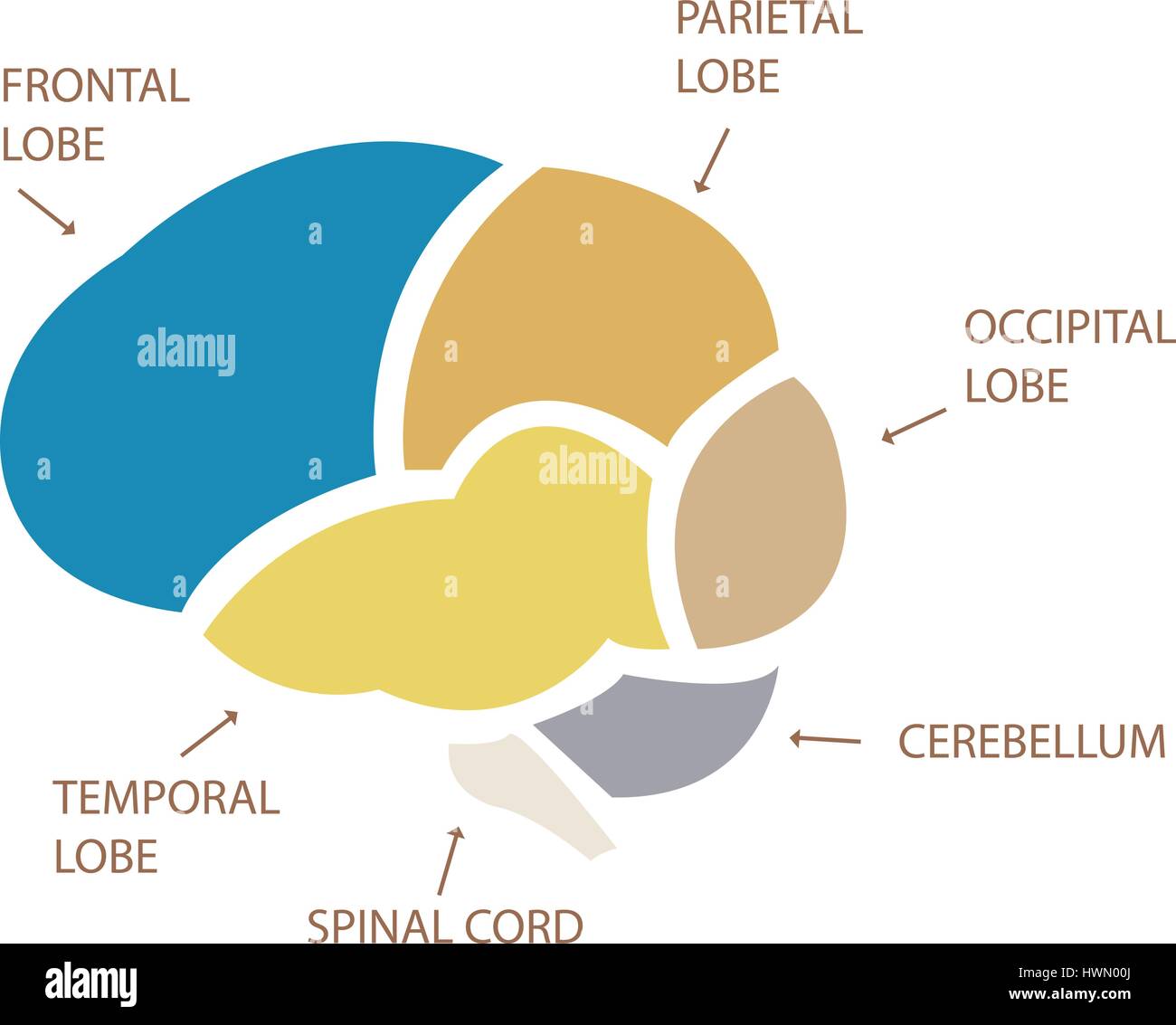 Human Brain Section Illustration Stock Vector