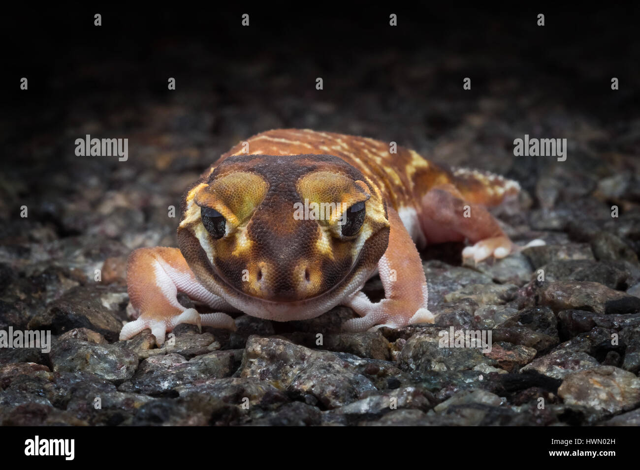 Smooth Knob-tailed Gecko (Nephrurus levis) Stock Photo