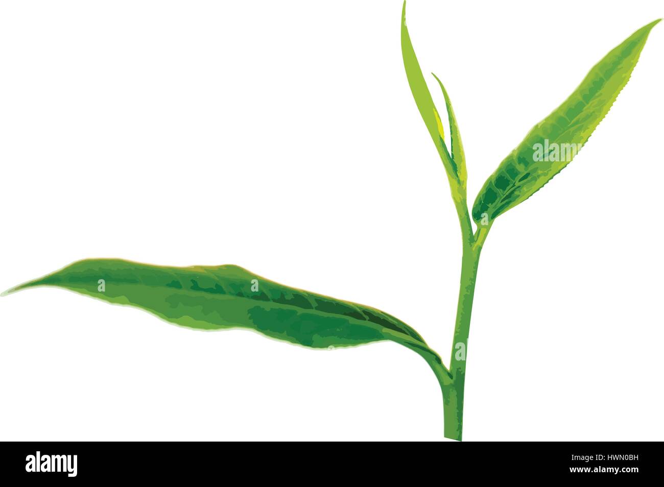 Fresh green tea leaf on white background Stock Vector Image & Art - Alamy