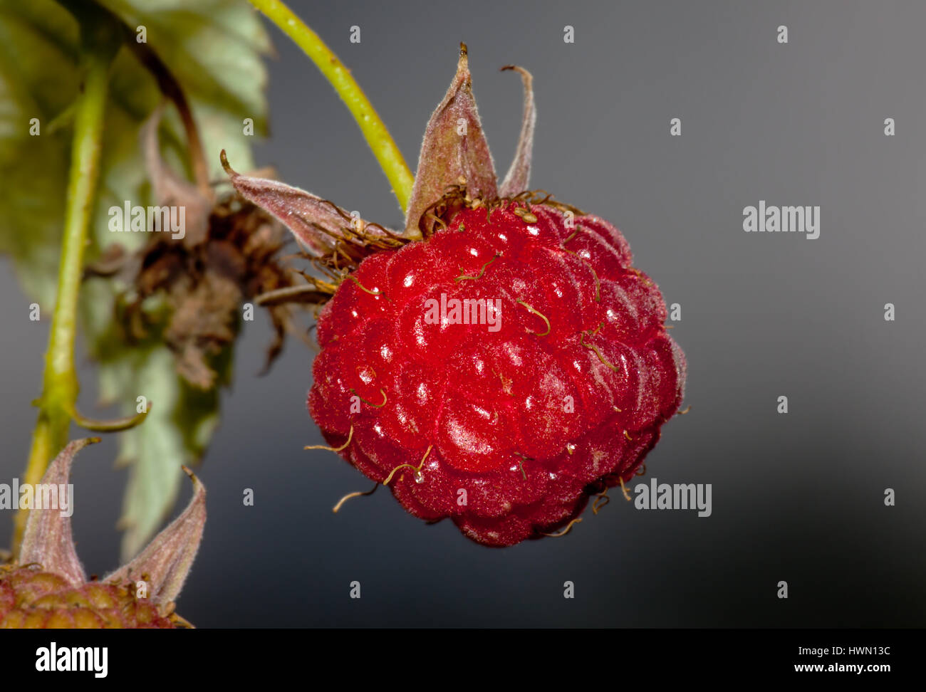 Red strawberry on a bed in the garden Stock Photo - Alamy