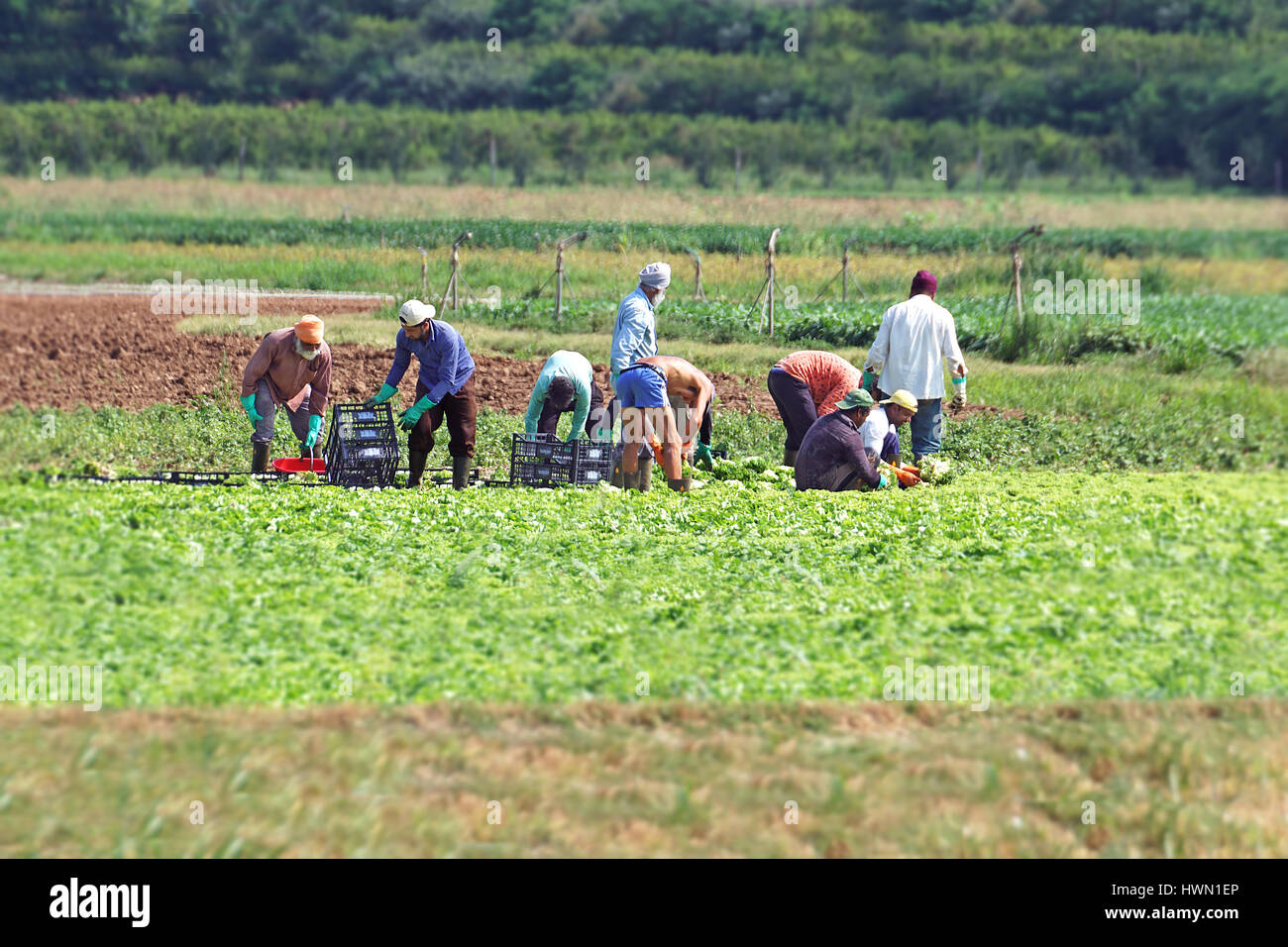Migrant italy field hires stock photography and images Alamy