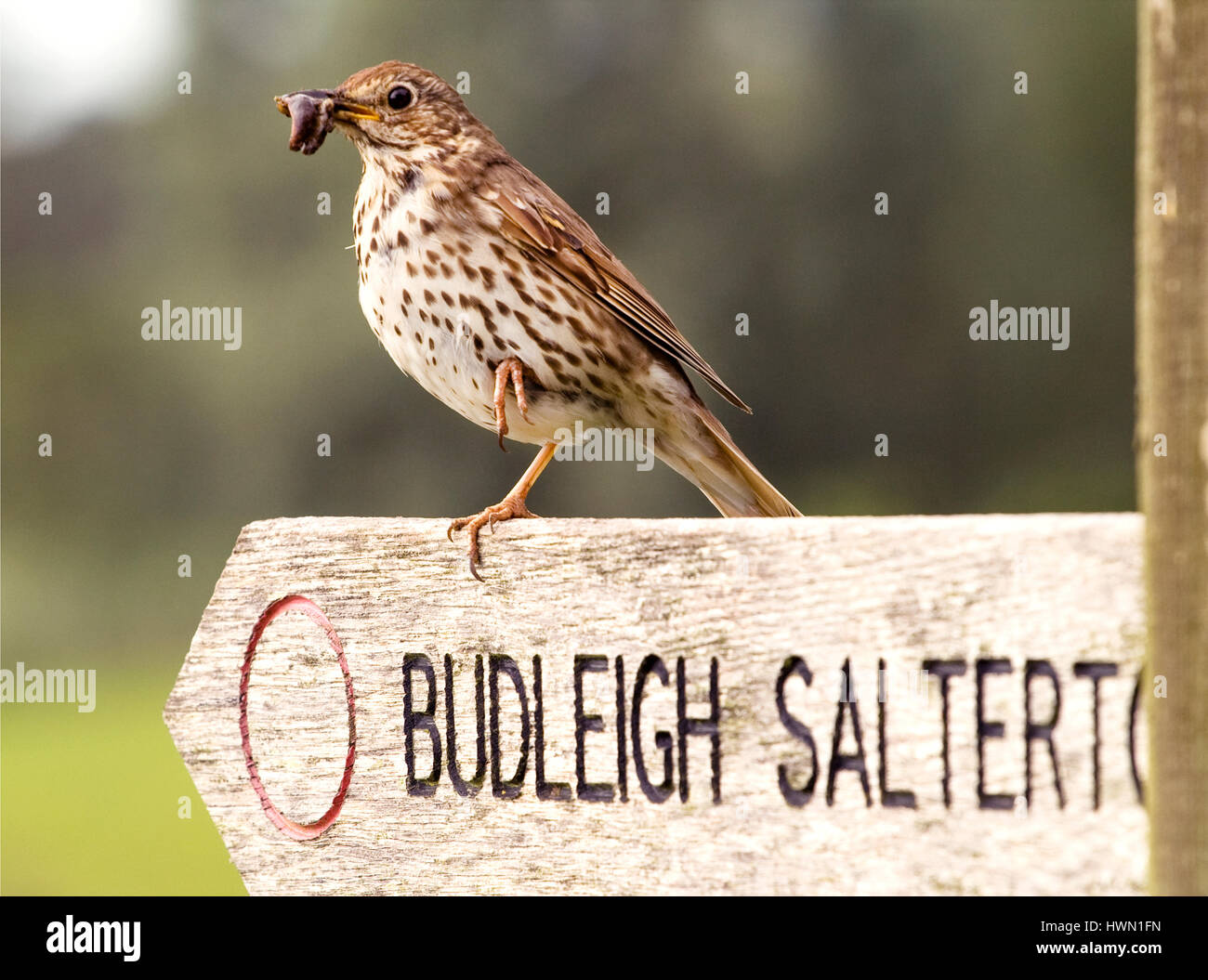 A Song Thrush, Turdus philomelos, holding a freshly caught snail in its beak. Its standing on a Devon coast path sign to Budleigh Salterton Stock Photo