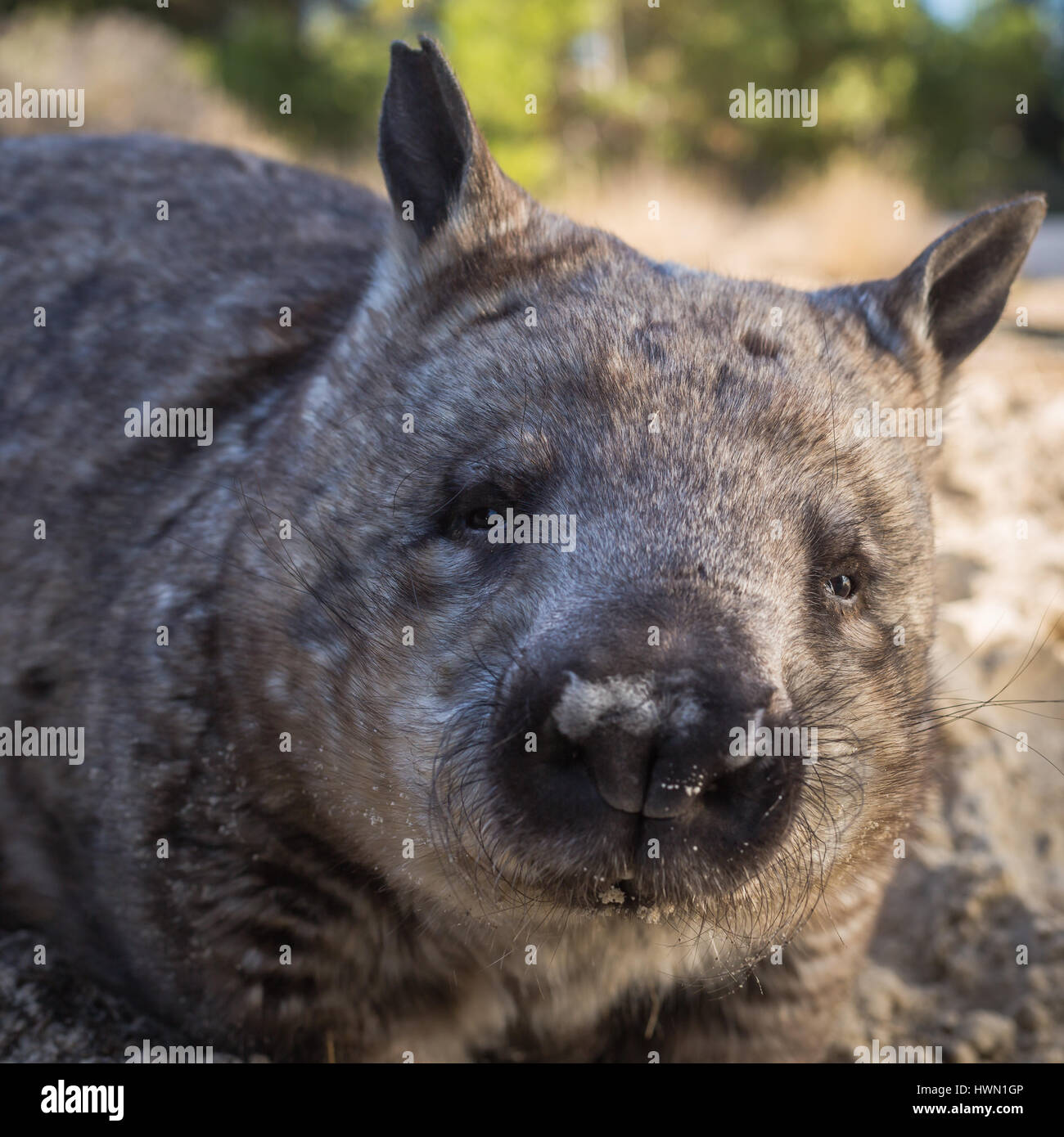 Southern Hairy-nosed wombat Stock Photo