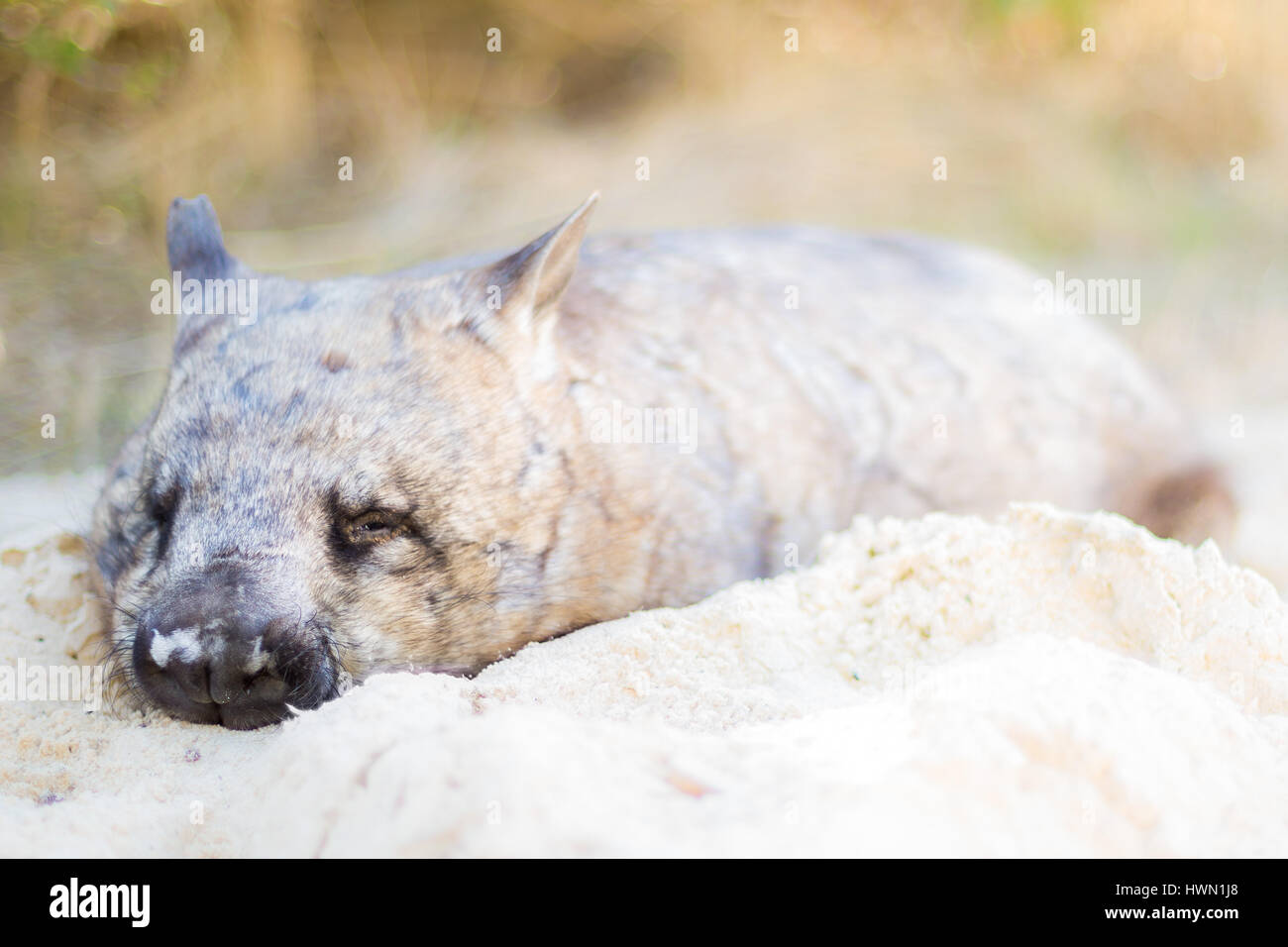 Southern Hairy-nosed wombat Stock Photo