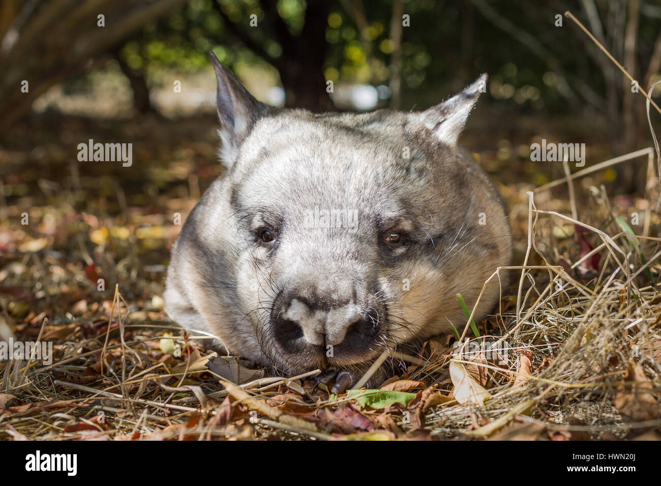 Southern Hairy-nosed wombat Stock Photo