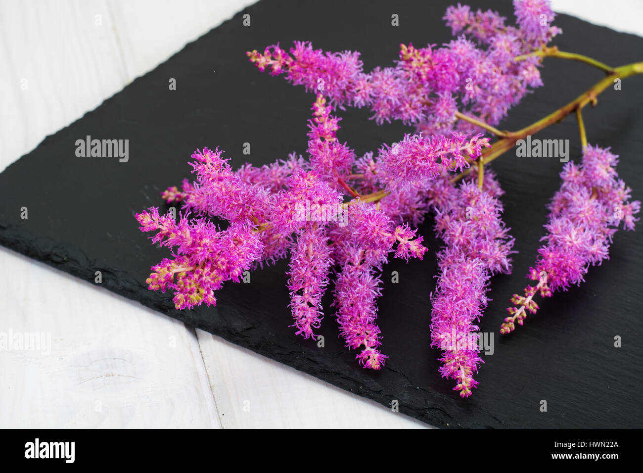 Astilbe cut flower Stock Photo