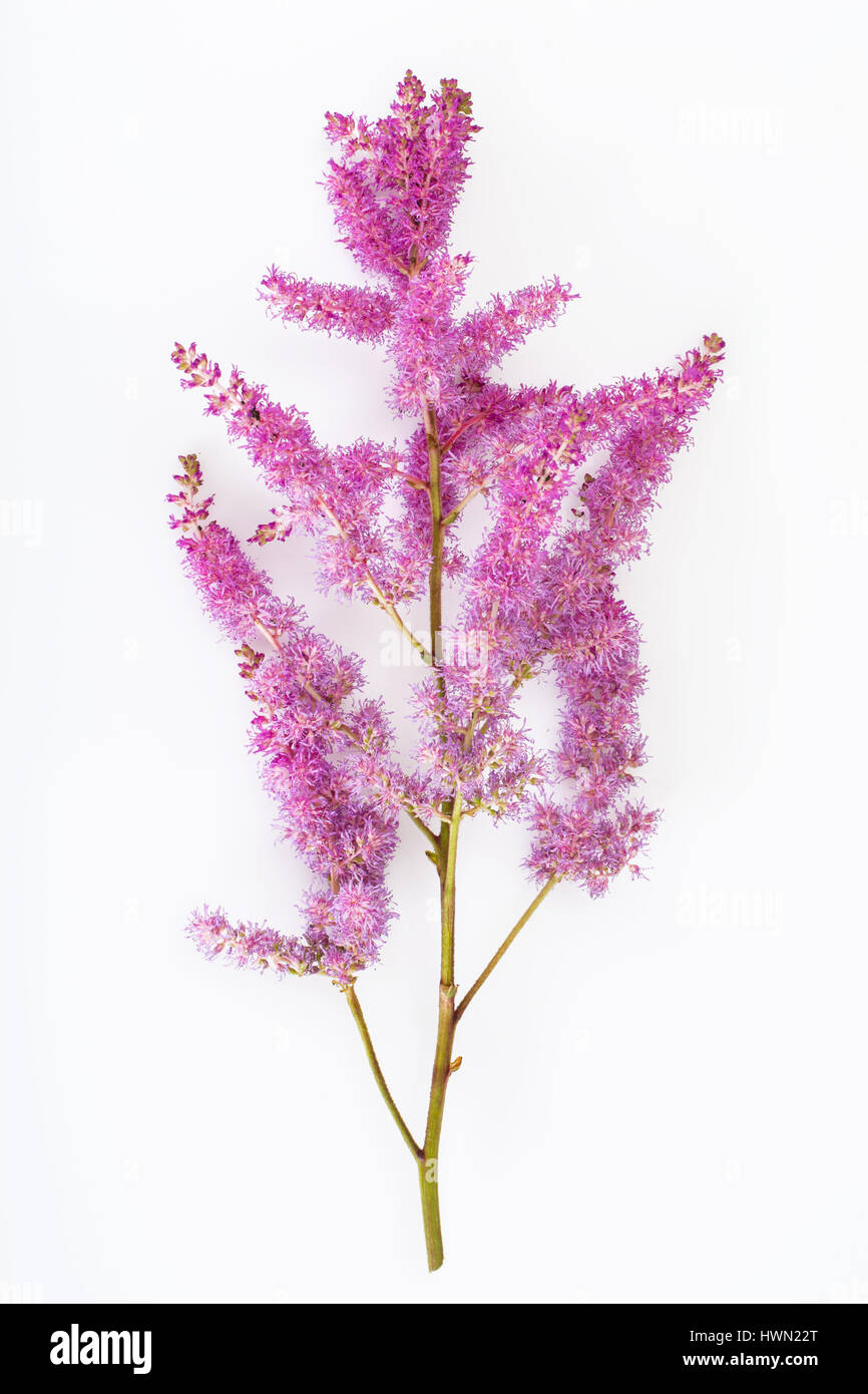 Astilbe cut flower Stock Photo