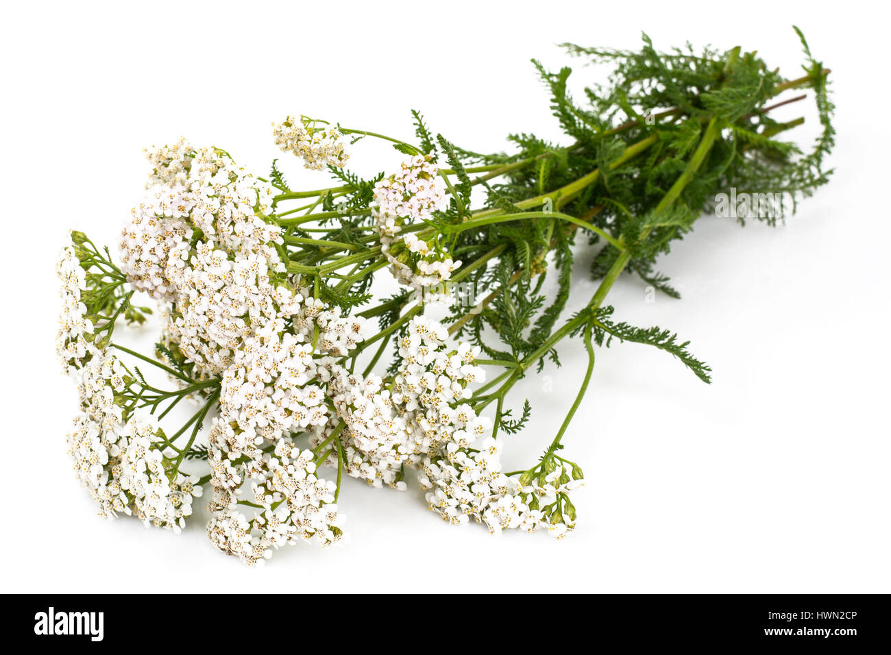 White yarrow flowers Stock Photo - Alamy