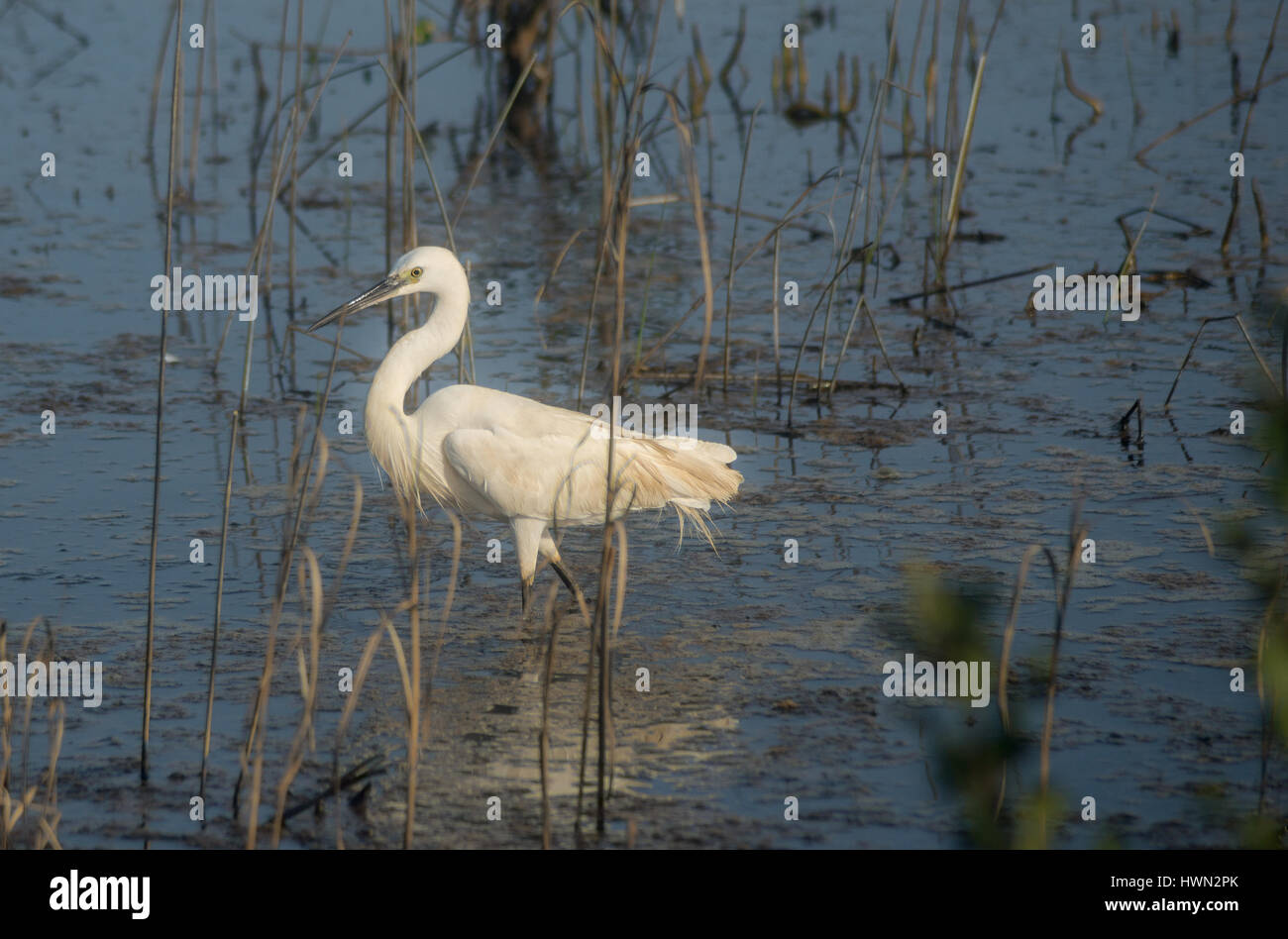 Fish catcher bird hi-res stock photography and images - Alamy