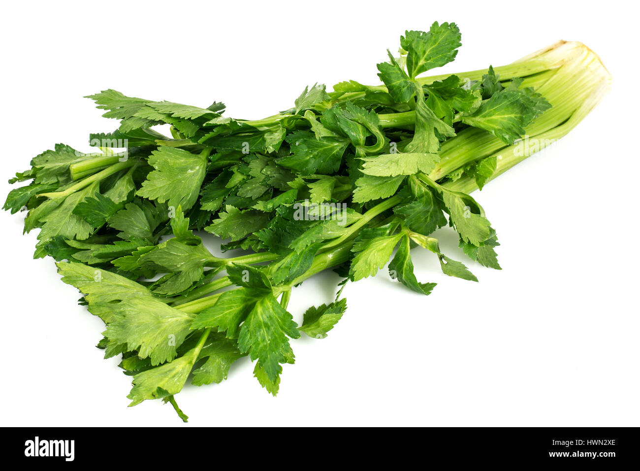Bunch of fresh celery stalk with leaves Stock Photo Alamy