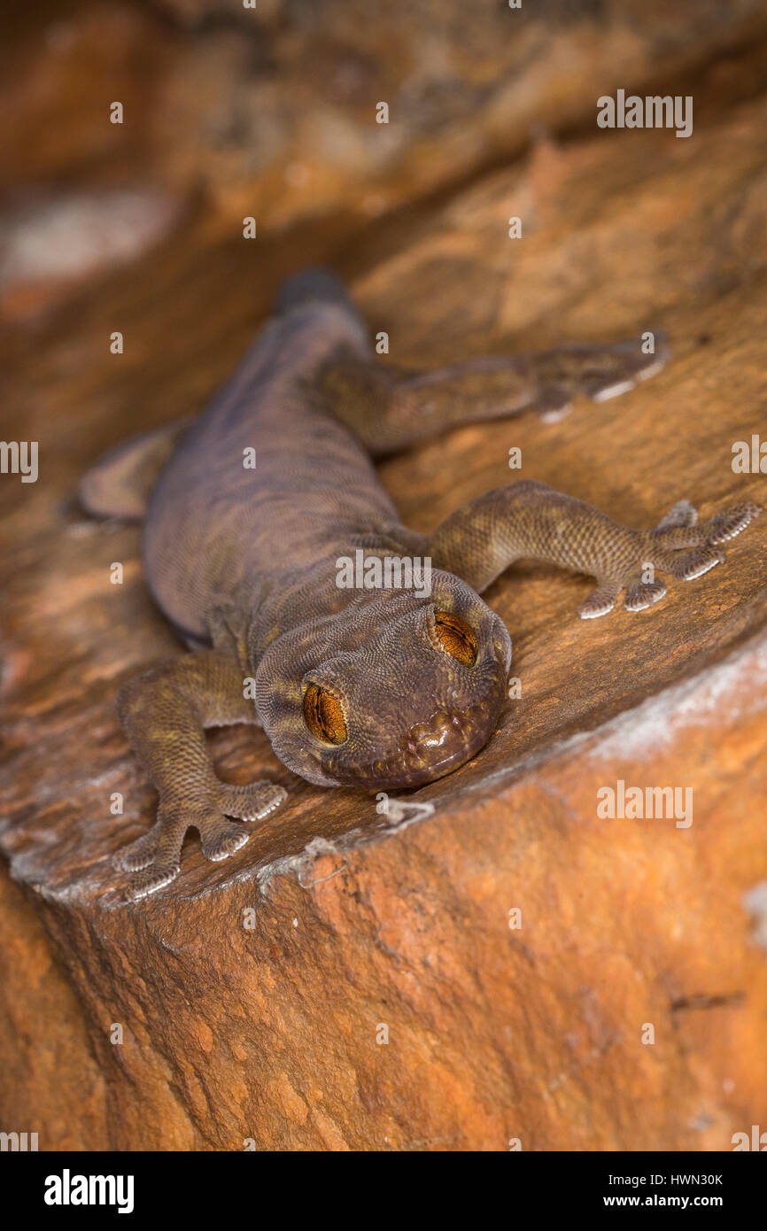 Western Giant Cave Gecko - The Kimberley, Western Australia Stock Photo