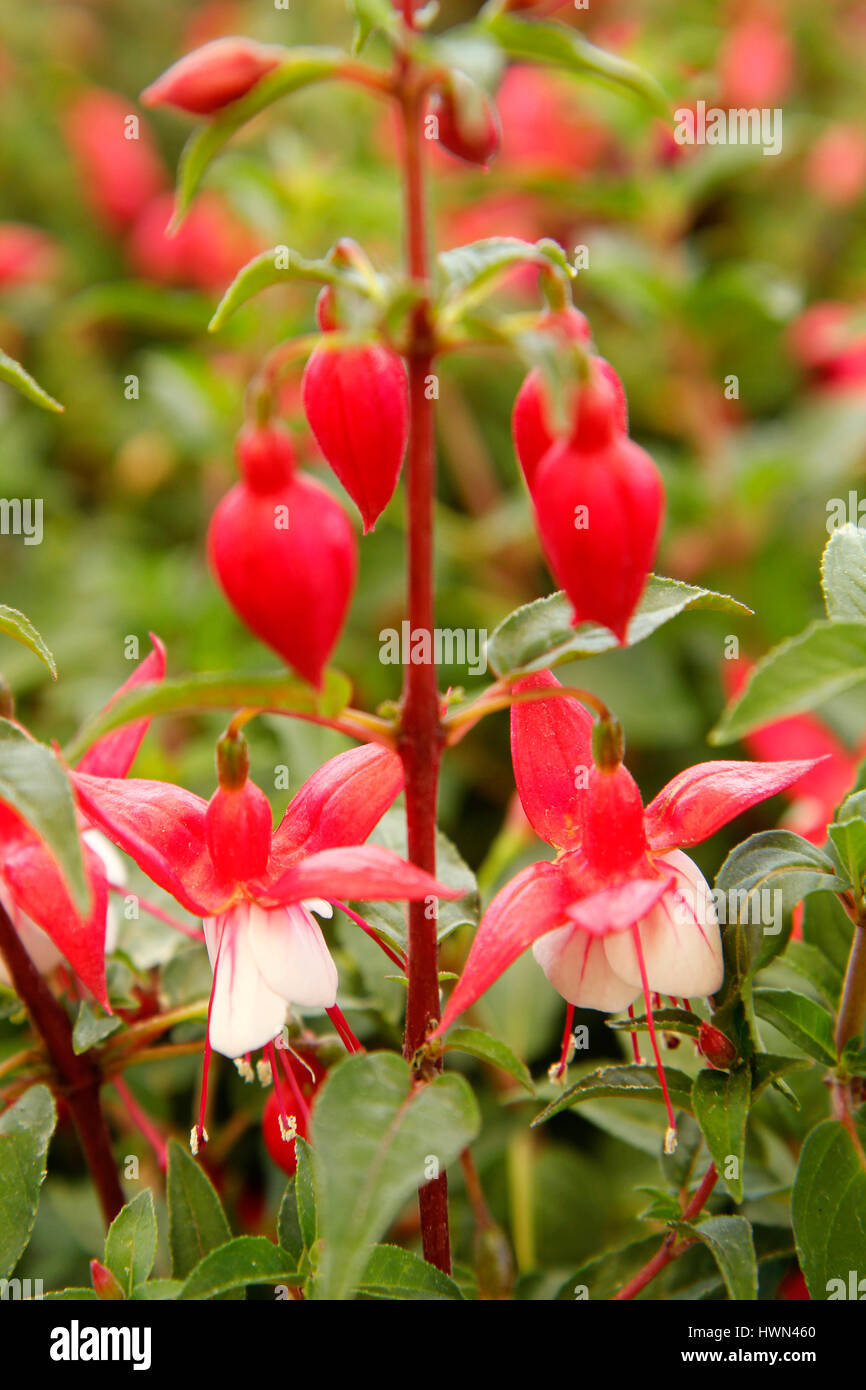 Fuchsia Stock Photo