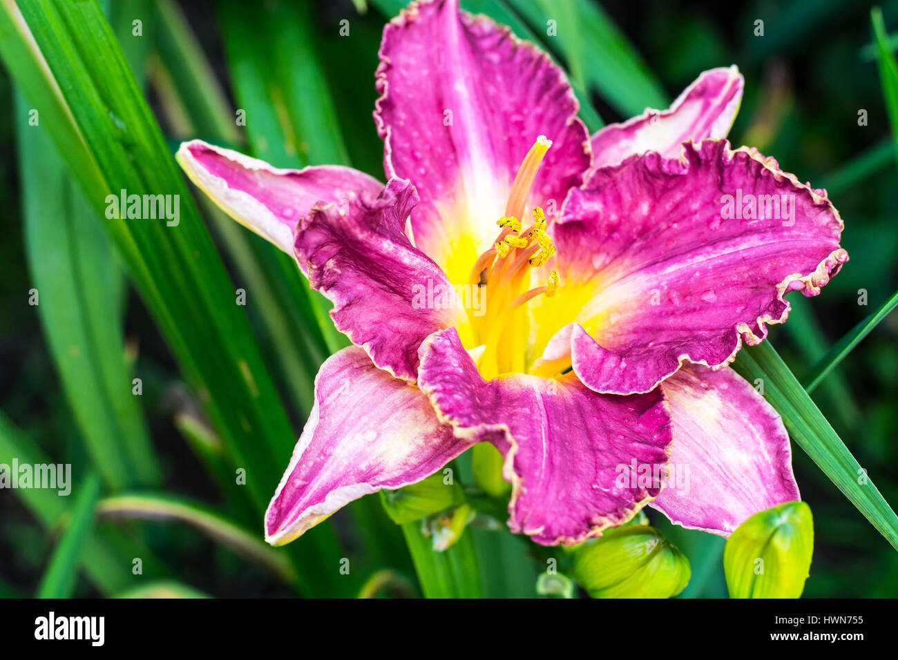 Beautiful daylilies growing in the garden Stock Photo - Alamy