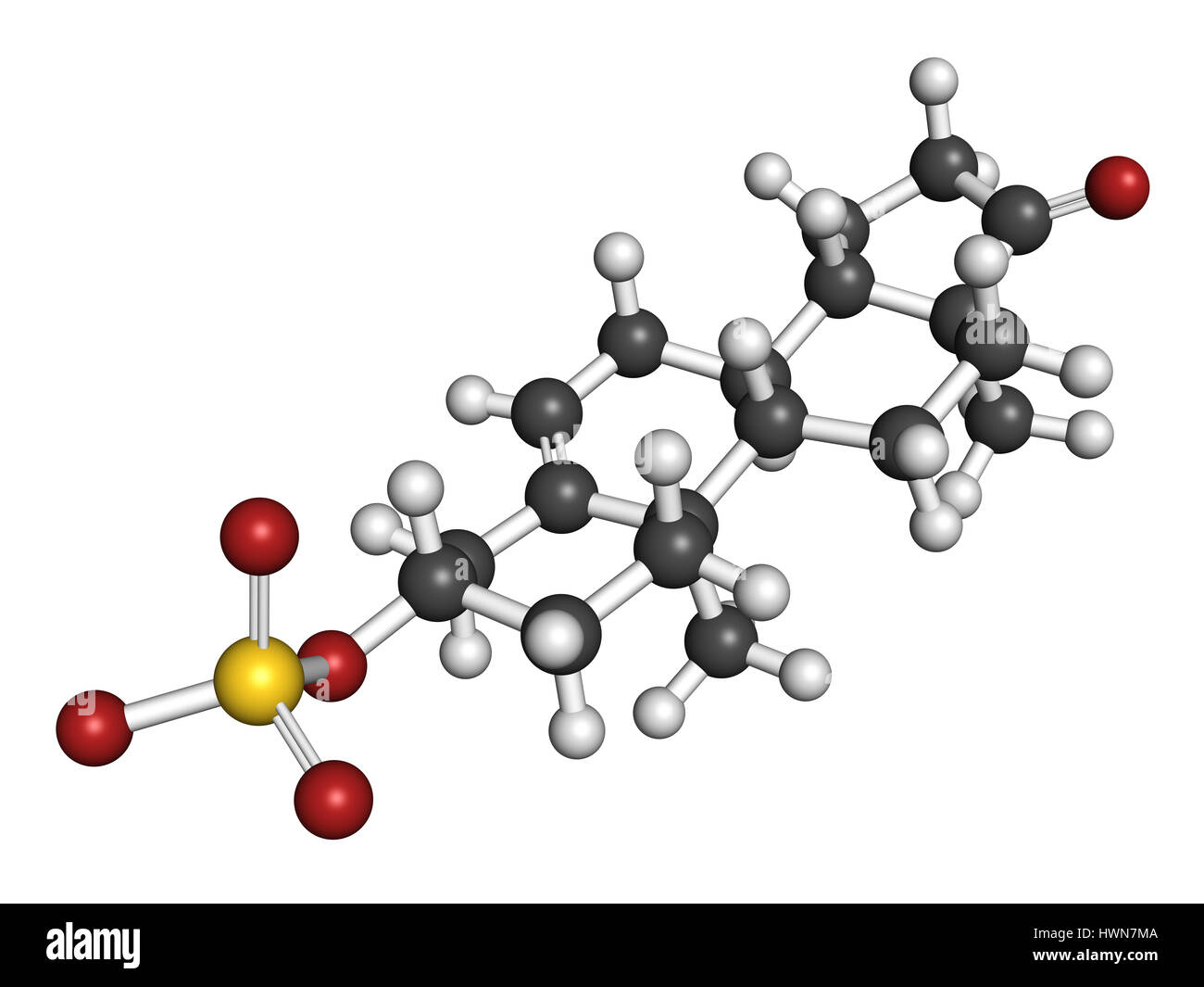 Dehydroepiandrosterone molecular model hires stock photography and