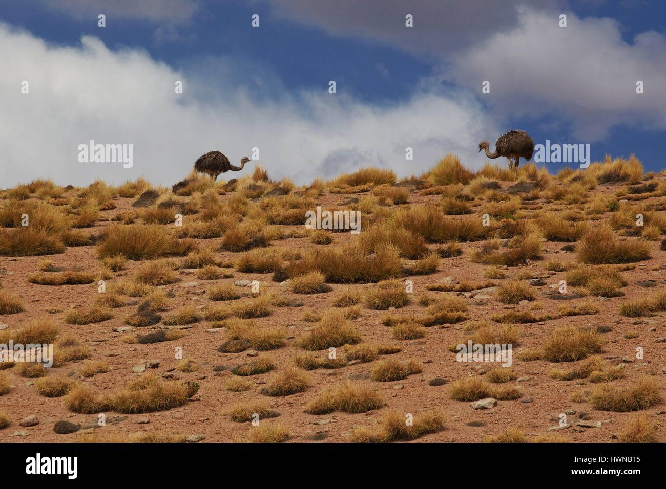 Bolivie High Resolution Stock Photography And Images Alamy