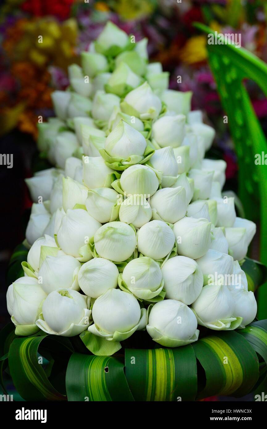 Cambodia, Phnom Penh, lotus flowers for offerings Stock Photo Alamy