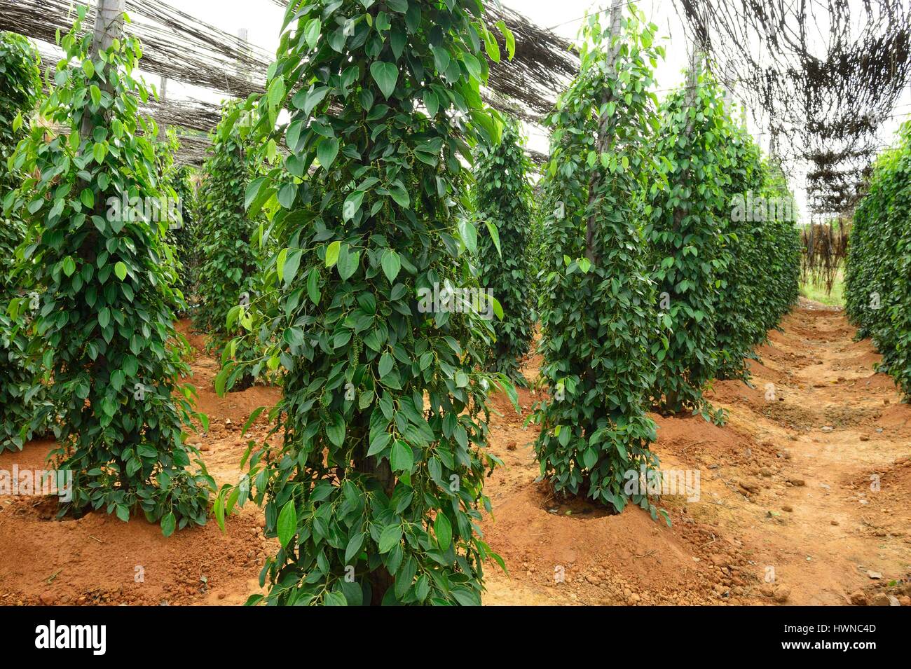 Cambodia, Kampot Province, Kampot, Pepper Road, pepper plantation Sothy