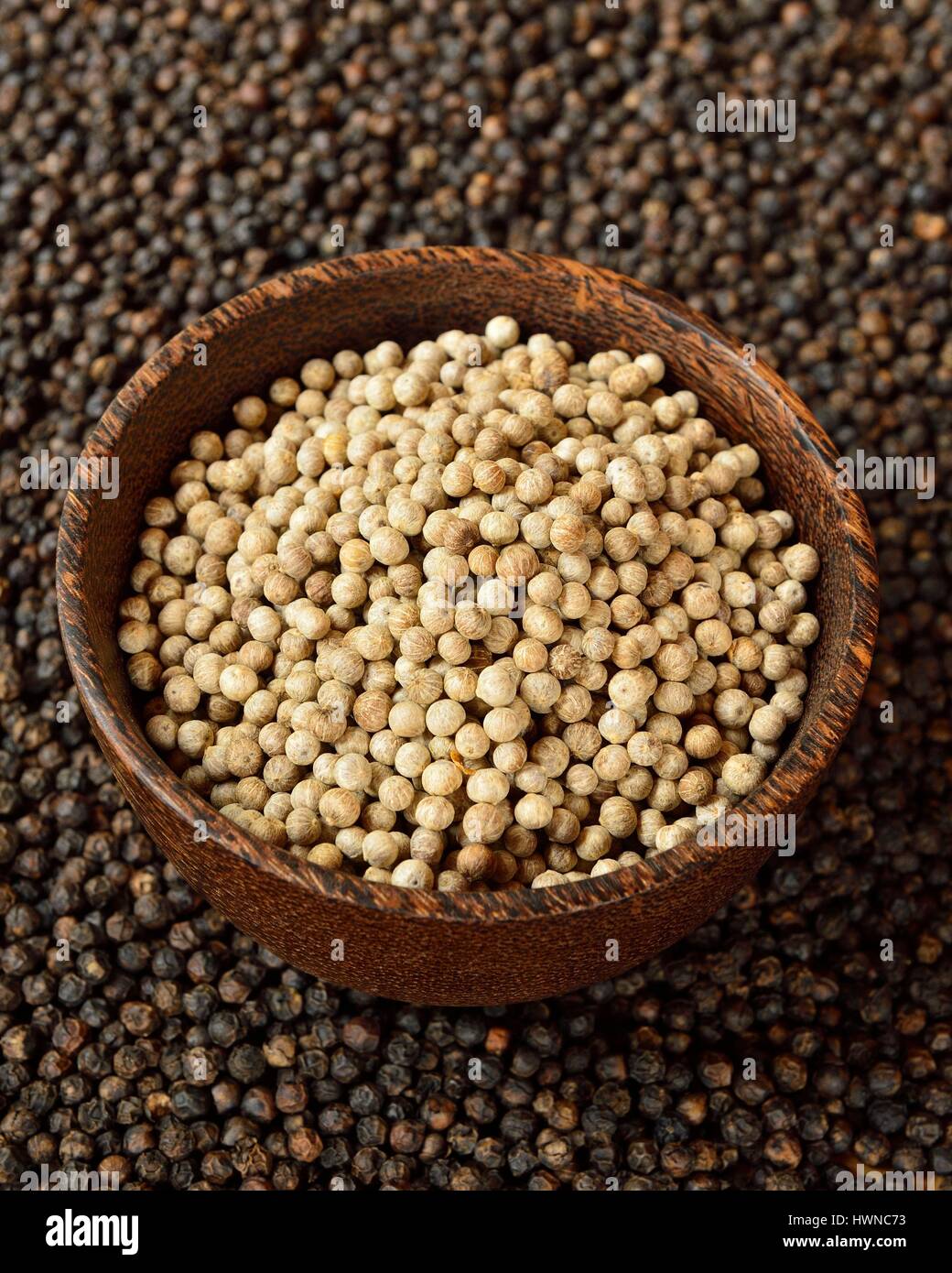 Cambodia, Kampot Province, Kampot, Pepper Road, pepper plantation Sothy