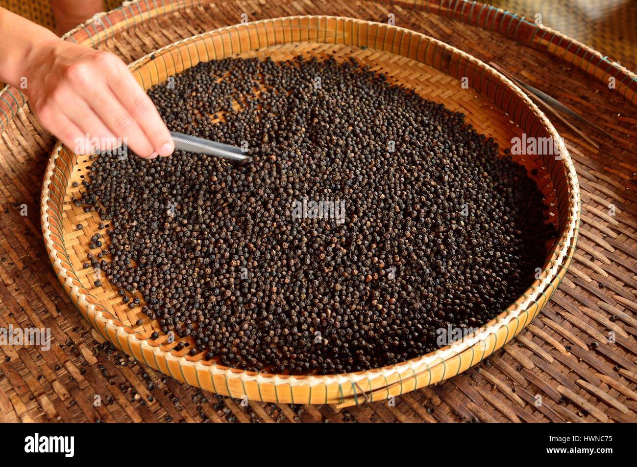 Cambodia, Kampot Province, Kampot, Pepper Road, pepper plantation Sothy