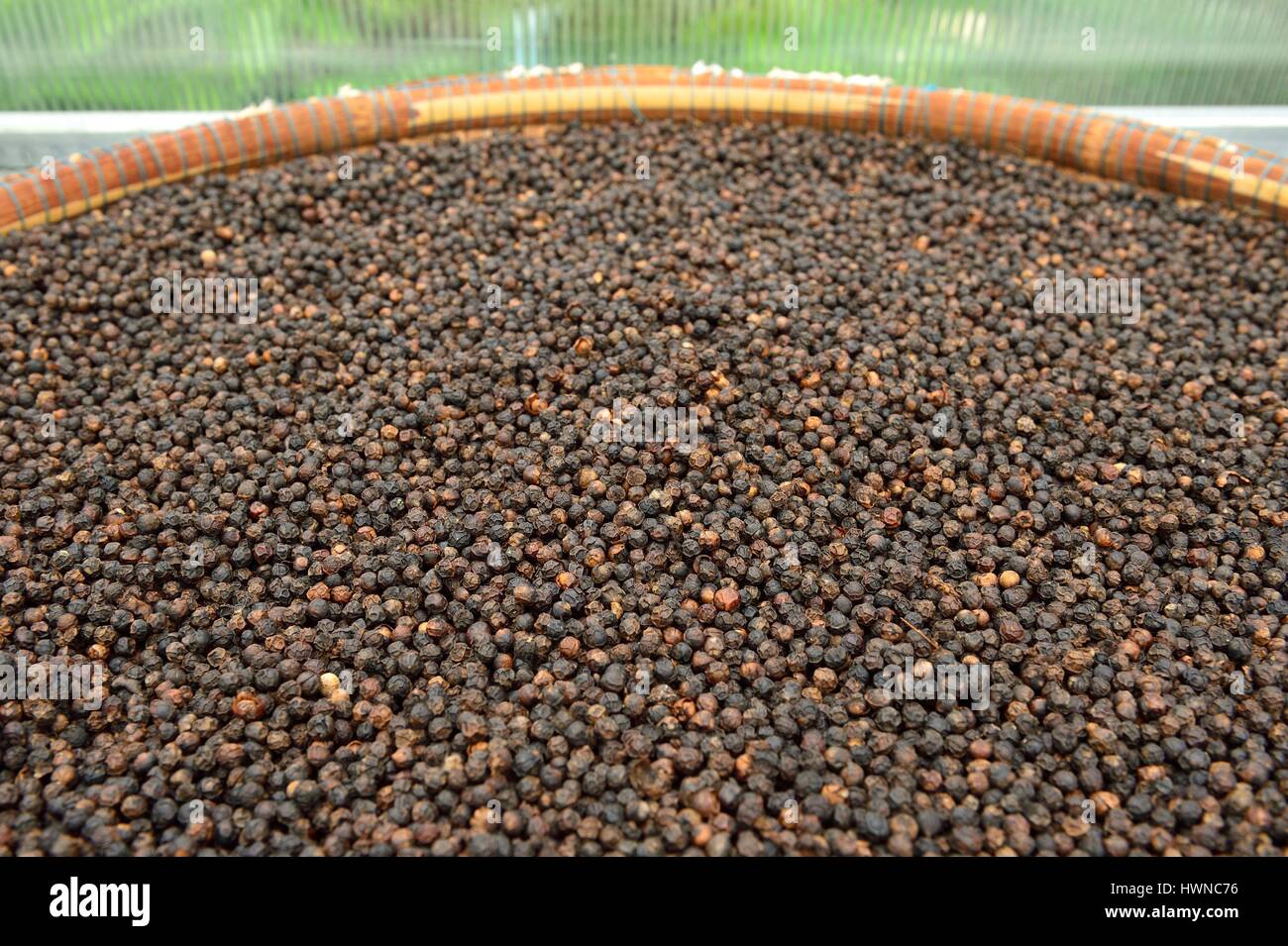 Cambodia, Kampot Province, Kampot, Pepper Road, pepper plantation Sothy