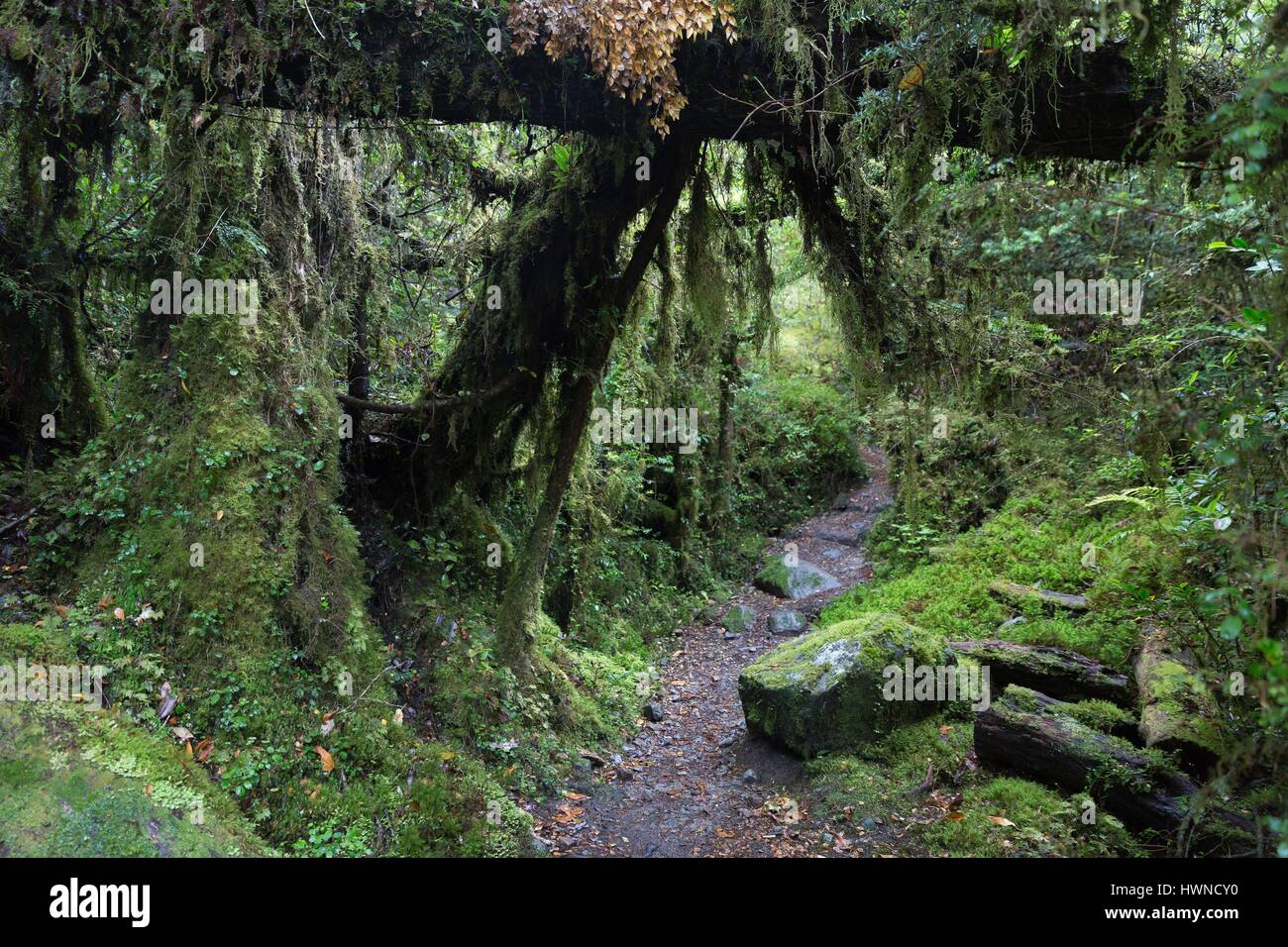 Chile, Patagonia, Aysen region, Queulat National Park, the Enchanted