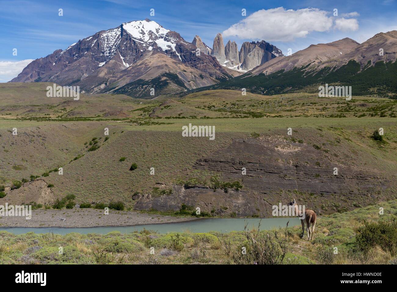 Chile, Patagonia, Aysen region, Torres del Paine national park, guanaco Stock Photo