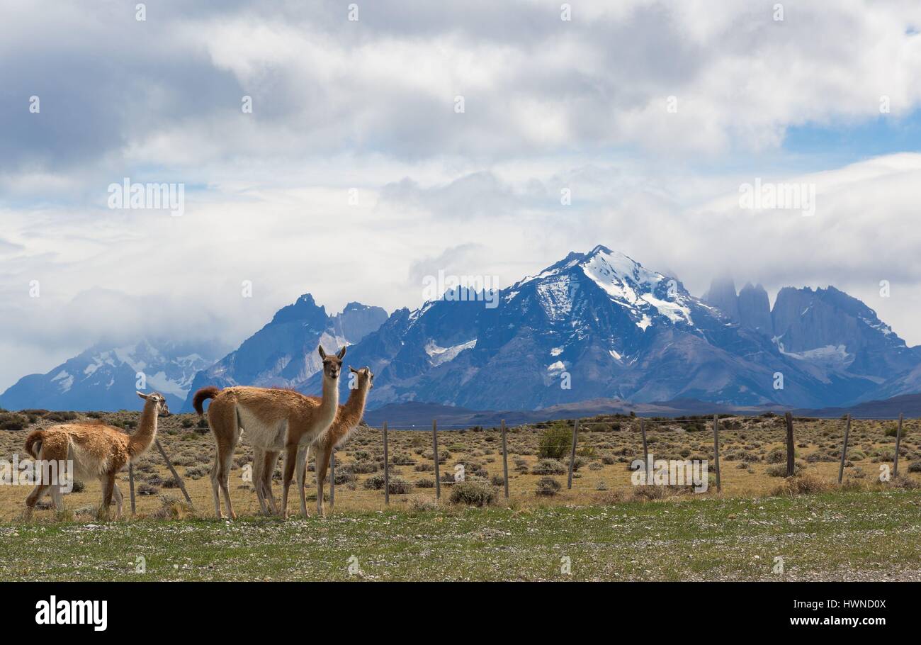 Chile, Patagonia, Aysen region, Torres del Paine national park Stock Photo
