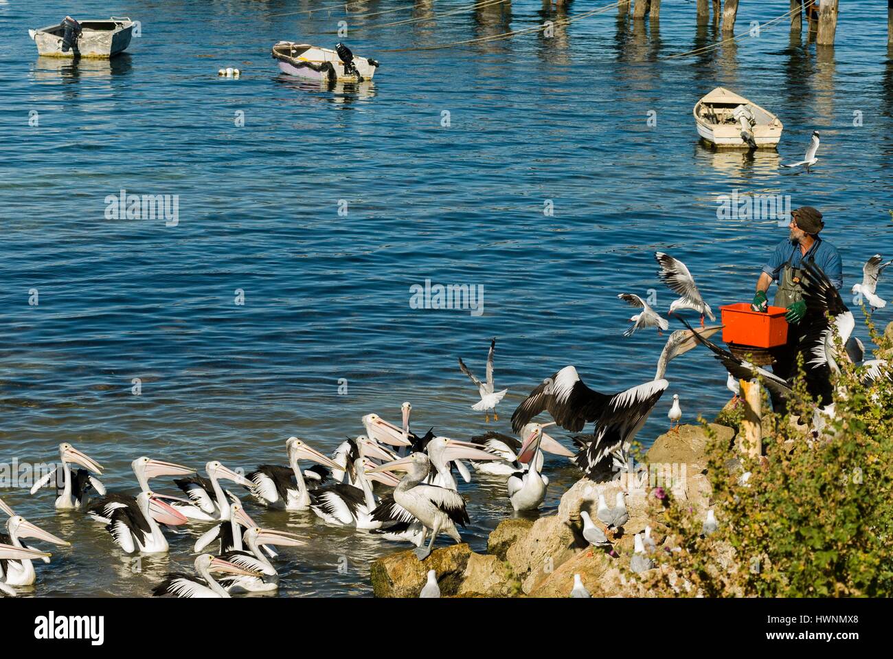 Australia, South Australia, Kangaroo Island, Kingscote, man feeding pelicans (Pelecanus conspicillatus) Stock Photo