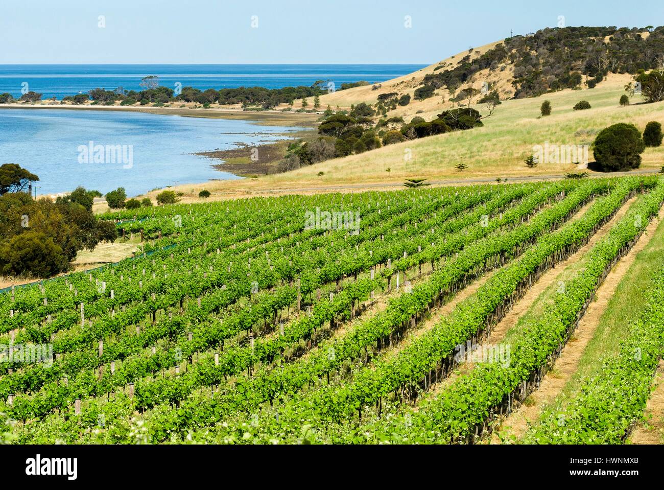 Australia, South Australia, Kangaroo Island, Kingscote, Bay of Shoals vineyard Stock Photo