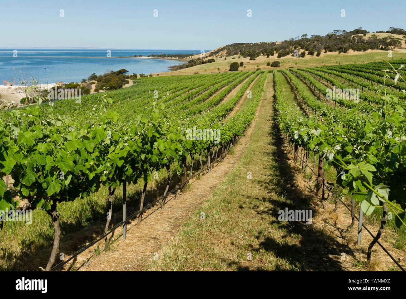 Australia, South Australia, Kangaroo Island, Kingscote, Bay of Shoals vineyard Stock Photo