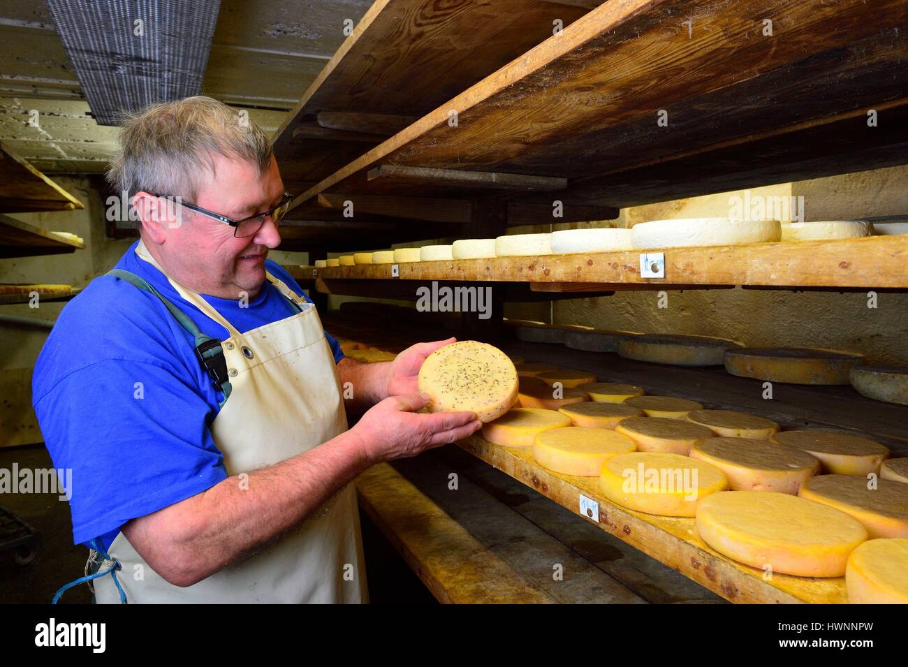 France, Haut Rhin, Sondernach, Ferme Auberge du Rothenbrunnen, Massif du Petit  Ballon, manufacture of Munster, the cheesemaker Jean-Claude Lochert Stock  Photo - Alamy