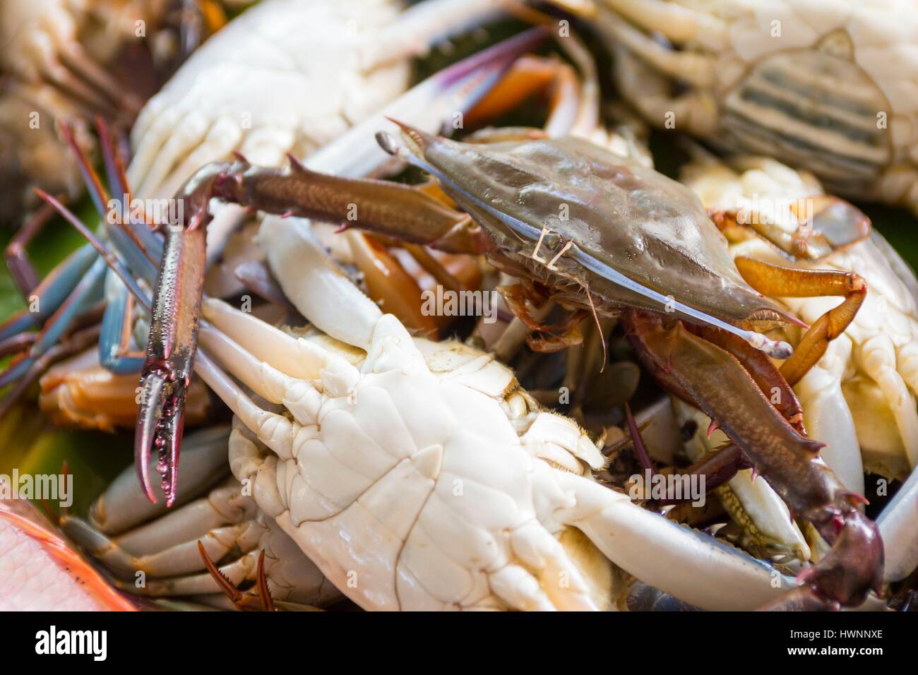 Philippines, Luzon, Sorsogon Province, Donsol, crabs at the fish market Stock Photo