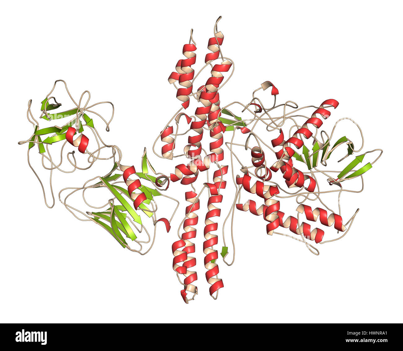 Botulinum toxin neurotoxic protein, 3D rendering. Produced by Clostridium botulinum. Cosmetically used to treat wrinkles. Cartoon representation, seco Stock Photo
